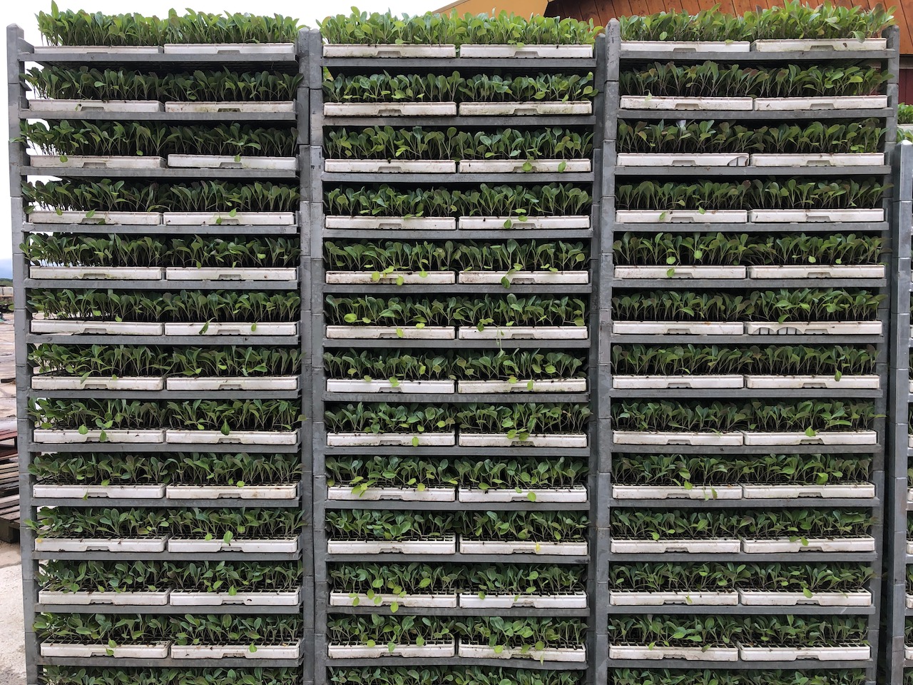 Erf Vliervelden – Atelier Vliervelden – Houtwerf Vliervelden