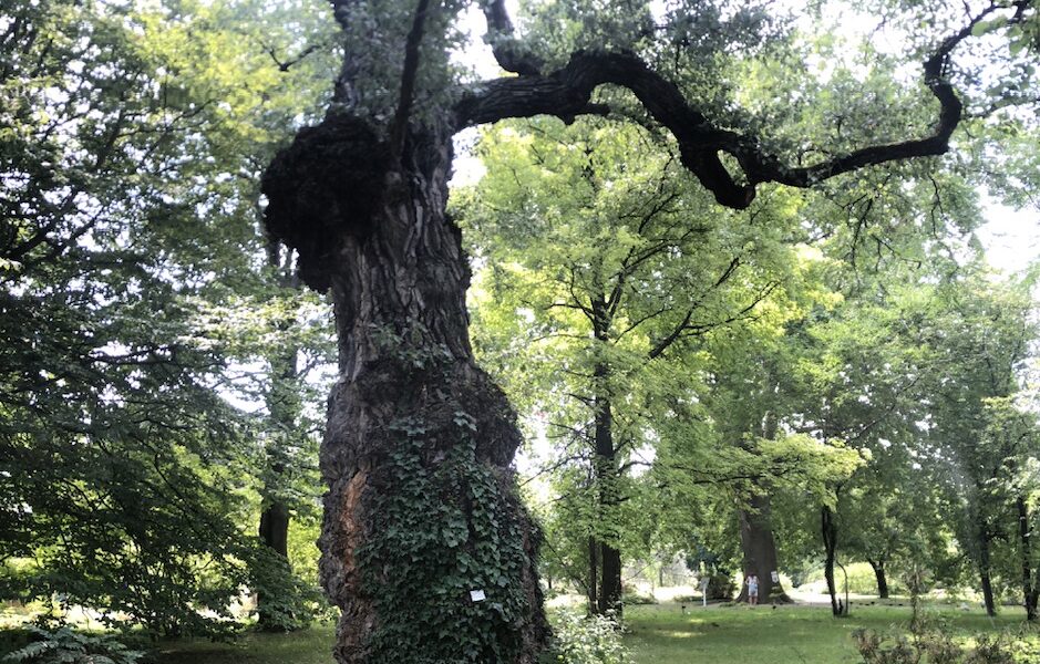 Day 3 – Birkenblättriger Schwarzpappel – Vienna – 1230 hours