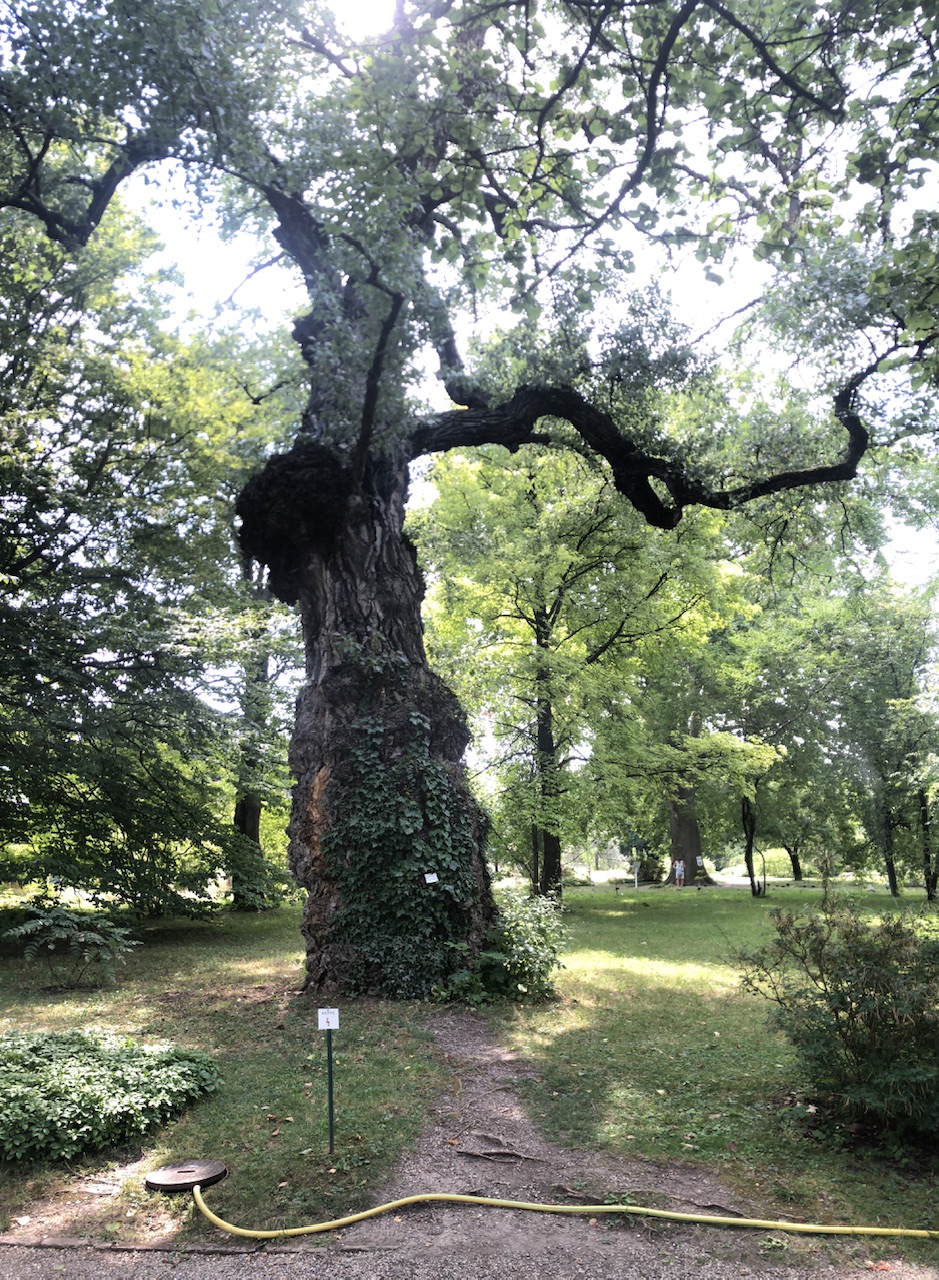 Day 3 – Birkenblättriger Schwarzpappel – Vienna – 1230 hours