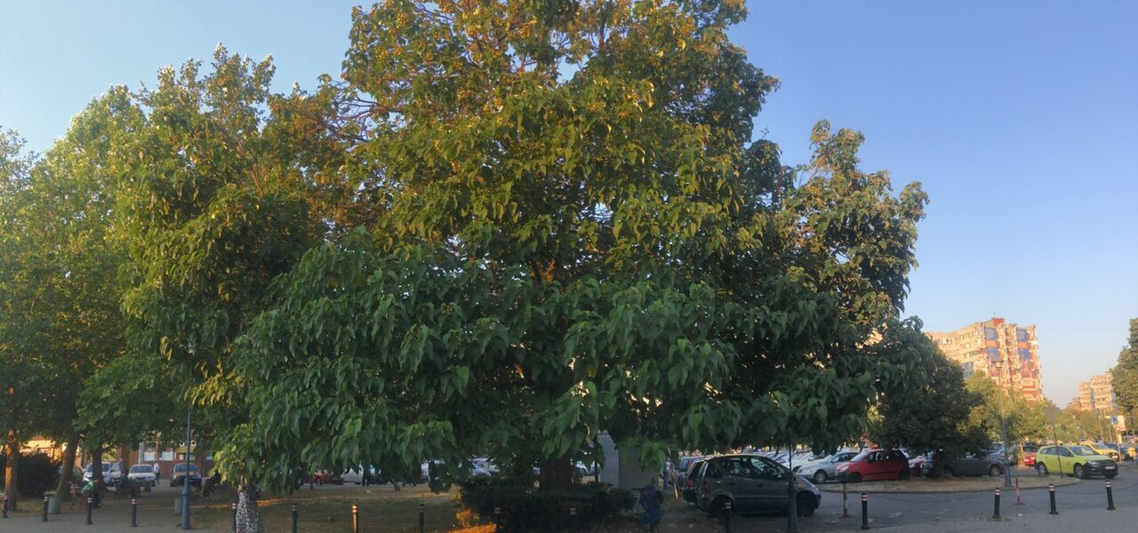 Day 5 – Craiova (RO) – met a tree, Paulownia tomentosa – 06.54 hours