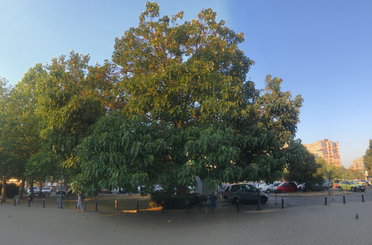 Day 5 – Craiova (RO) – met a tree, Paulownia tomentosa – 06.54 hours
