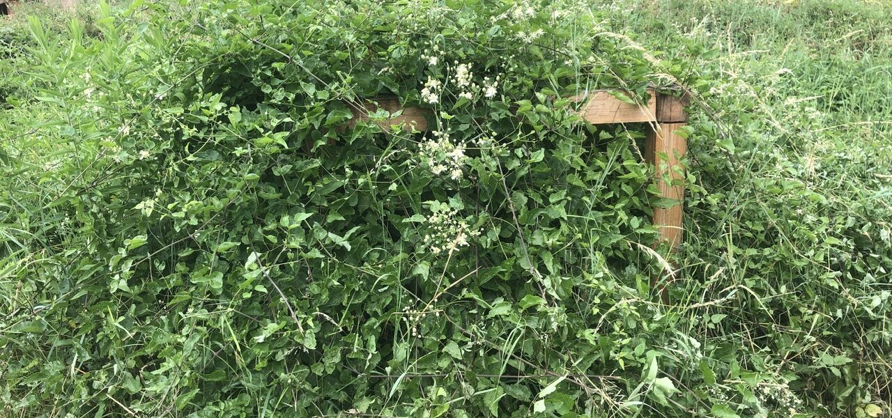 Day 6 – I met my Cube 04:7C:7C:EA:24:6E:80, overgrown – 15.23 hours