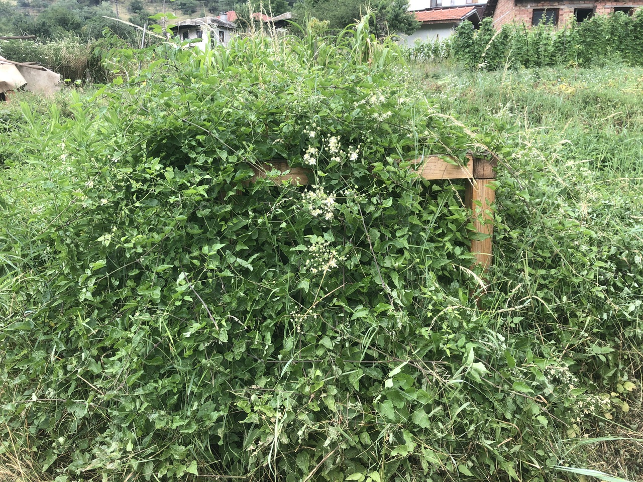 Day 6 – I met my Cube 04:7C:7C:EA:24:6E:80, overgrown – 15.23 hours