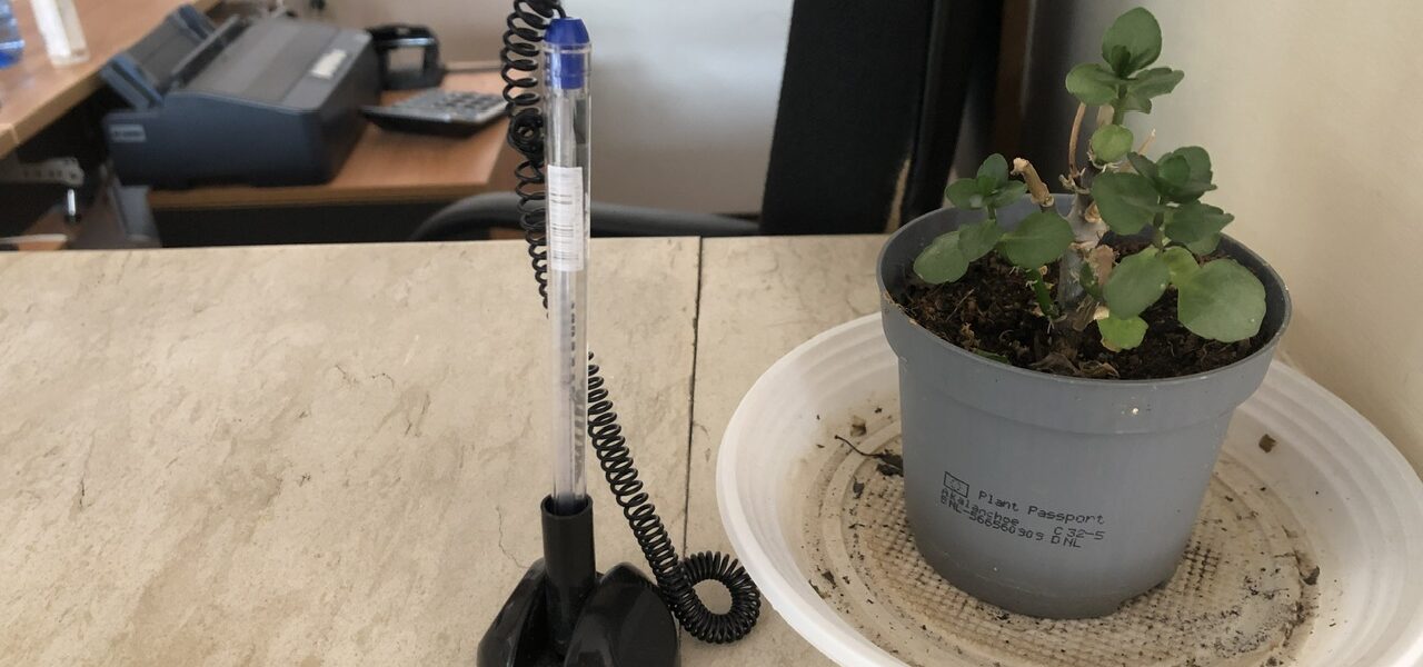 Day 11 – At Svoge Municipality I met a little plant that really drew my attention, beautiful – 11.50 hours