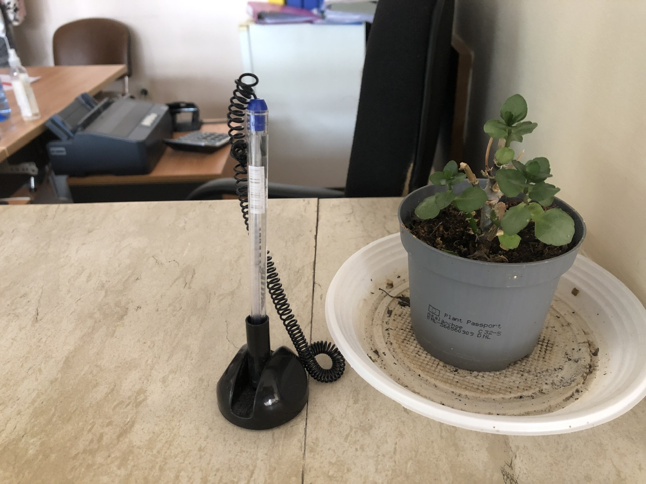 Day 11 – At Svoge Municipality I met a little plant that really drew my attention, beautiful – 11.50 hours