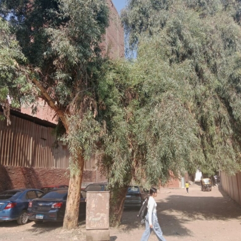 ahmed_farahat_mulberry_tree_eqypt_133dbc76-65e5-4b2c-b1ac-968519057f42