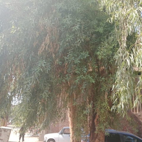 ahmed_farahat_mulberry_tree_eqypt_cef22f4e-c75f-45ac-8333-1fb25cf8f07e