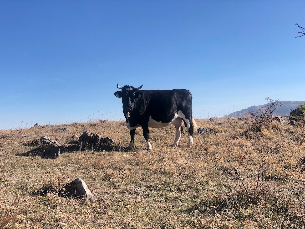 Going Eastern Europe – Peterisms – Zmago – Pop Art House Osenovlag – Scene 11