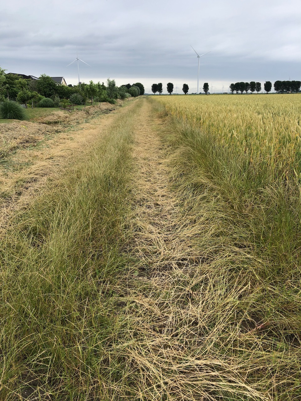 Oosterwold in Overvloed – De Akker Als Schilderij – 2025