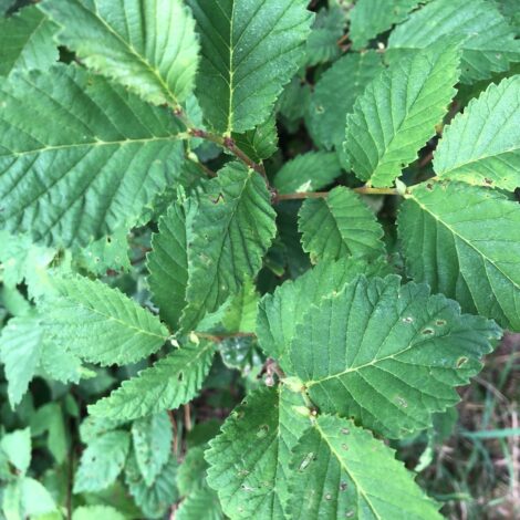 Ontwerp een eerbetoon aan de Oosterwold Iepen
