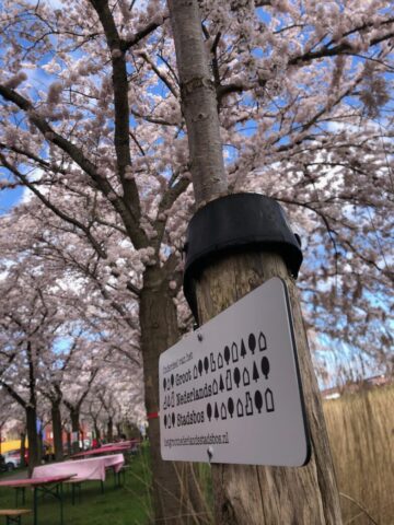 kersenbloesemfeest_almere_IMG_8744