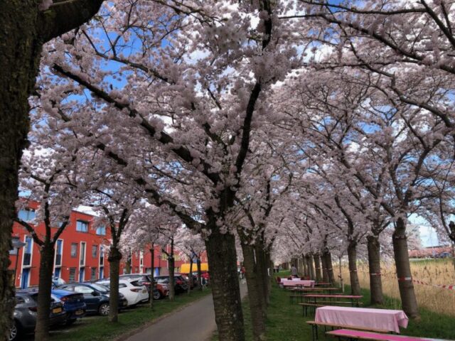 kersenbloesemfeest_almere_IMG_8749