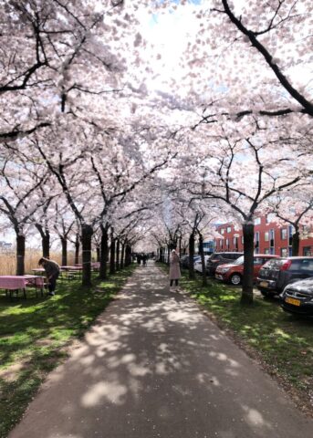 kersenbloesemfeest_almere_IMG_8764