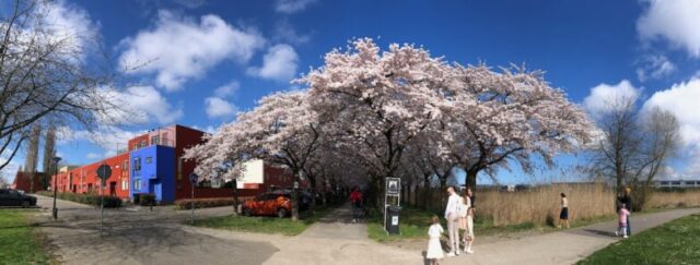 kersenbloesemfeest_almere_IMG_8786