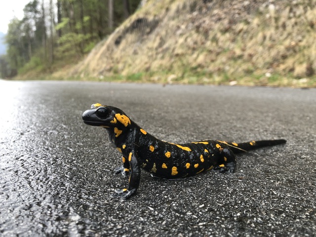 Europareis 55 – april 2026 – scene 3